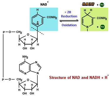 1264_Structure of NAD And NADH.png
